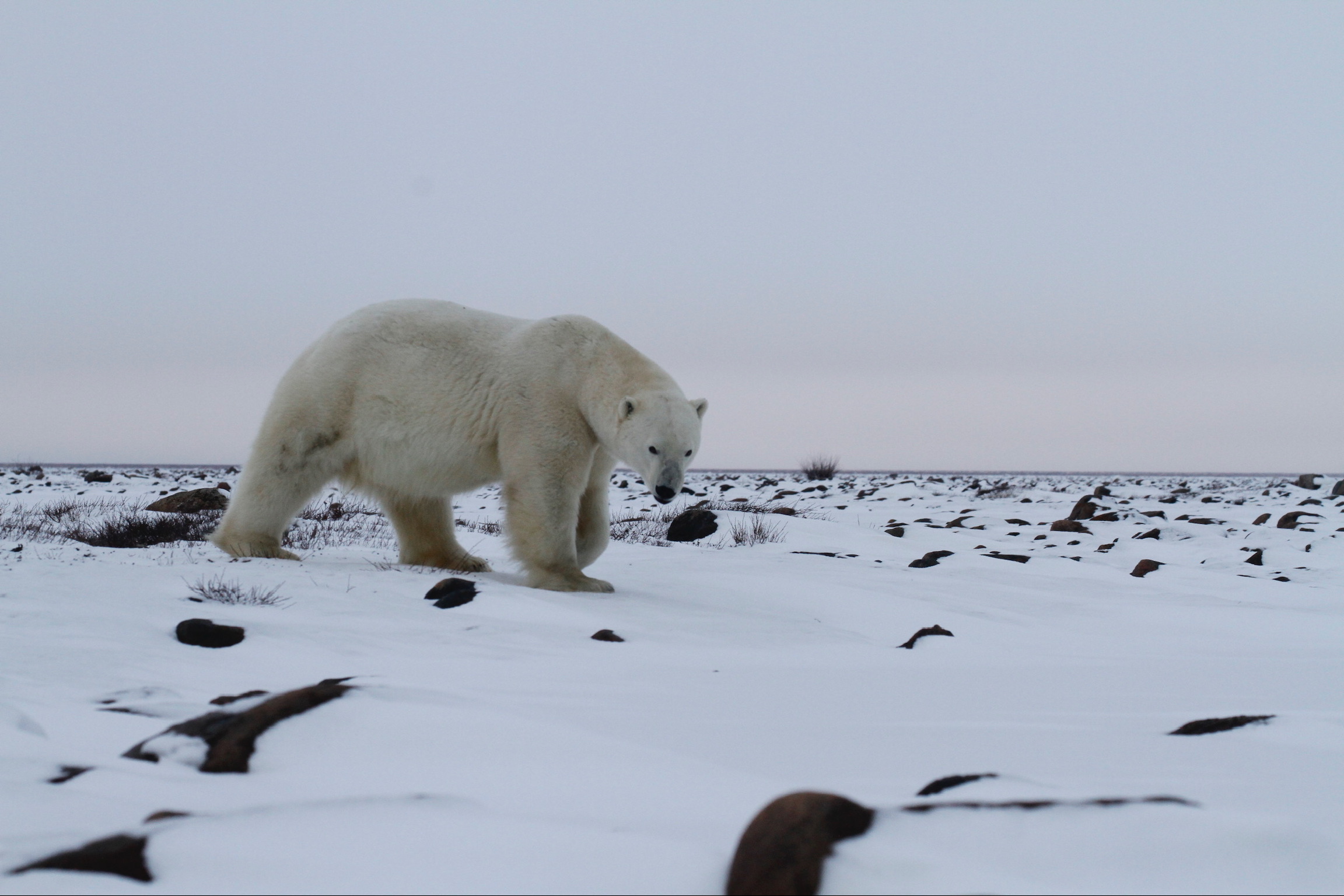 The Great Polar Bear Migration: A Fly-In Safari - LAURA MADRID TRAVEL